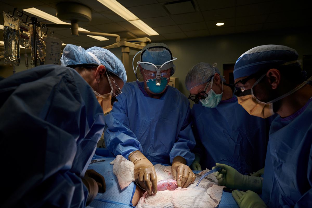 Американские хирурги впервые успешно пересадили почку свиньи человеку